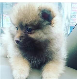 tan-and-black-pomeranian
